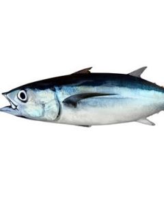 Albacore Tuna NZ Gutted Per 10kg/Fresh - PRE ORDER FOR THE NEXT LANDING