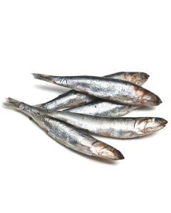 Anchovies Whole 5kg Carton/Frozen - PRE ORDER STOCK ARRIVING SOON