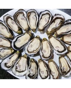 Oysters Pacific Marlborough Half Shell (Per 2 Dozen)/Fresh - PRE ORDER 