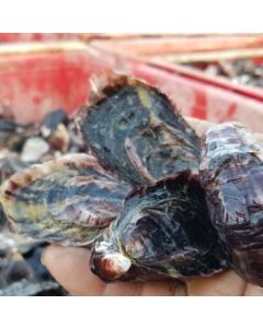 Oysters Pacific Marlborough Whole in Shell (Per Dozen)/Fresh - PRE ORDER 