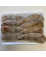 Parrotfish Whole (800g-1kg) 10kg Carton/Frozen