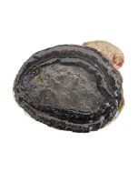 Paua Wild Blackfoot Meat 4kg Shatterpack/Frozen