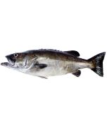 Hapuku (Groper) Head & Gutted Per 1kg/Fresh