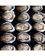 Pacific Oysters Marlborough Half Shell Carton/Fresh