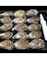 Pacific Oysters Marlborough Whole in Shell Carton/Fresh