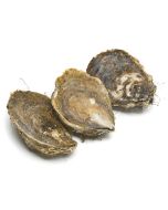 Bluff Oyster Whole In Shell 1 Dozen/Fresh 