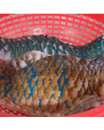 Parrotfish Fillets 1kg Pack/Frozen