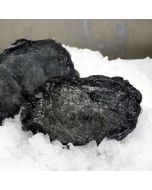 Paua Wild Blackfoot Meat 4kg Shatterpack/Frozen