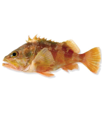 Sea Perch Gilled & Gutted Per Kg/Fresh