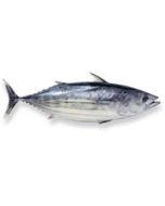 Skipjack Tuna NZ Whole per kg/Fresh 