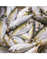 Yellow Stripe Trevally Whole Round 1kg Pack/Frozen 