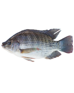 Black Tilapia Whole, Gilled, Gutted & Scaled IVP 10kg Carton/Frozen