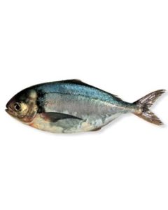 Blue Warehou Gilled & Gutted per 1kg/Fresh