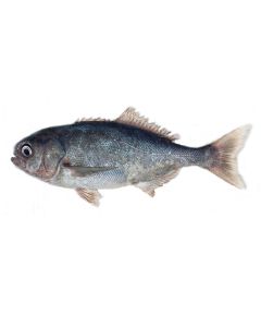 Bluenose Head & Gutted per 1kg/Fresh 