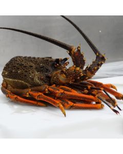 Crayfish NZ Heads & Bodies Per kg/Frozen