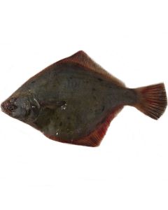 Sand Flounder Gutted per 1kg/Fresh
