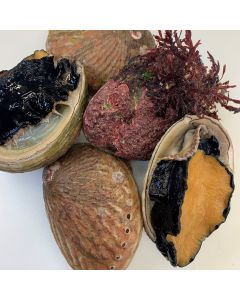 Paua Wild Yellowfoot Whole in Shell Per Kg/Fresh - SUBJECT TO PRE ORDERS & AVAILABILITY