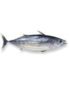 Skipjack Tuna Whole Round (500g-1kg) 10kg Carton/Frozen 