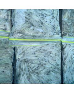 Last Seasons Whitebait 1lb Pack/Frozen