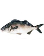 Blue Moki Gilled & Gutted per 1kg/Fresh