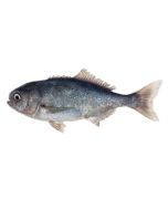 Bluenose Head & Gutted per 1kg/Fresh