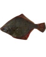 Sand Flounder Gutted per 1kg/Fresh