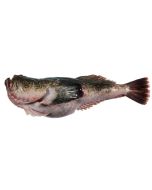 Monkfish Head and Gutted Per 1kg/Fresh
