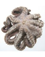 Octopus Whole NZ Per 1kg/Frozen