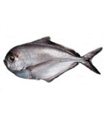 Rays Bream Gilled & Gutted per 1kg/Fresh