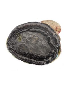 Paua Wild Blackfoot Meat 4kg Shatterpack/Frozen