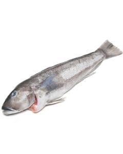 Buy Blue Cod - Whole