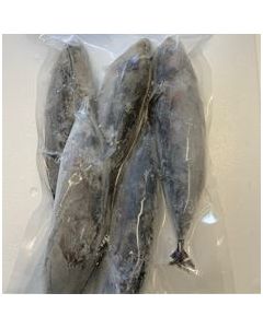 Baby Bonito/Bullet Tuna Whole 10kg Carton/Frozen