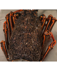 Crayfish NZ Bodies Per kg/Frozen