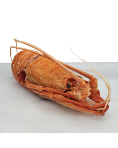 Crayfish Whole Cooked (360-440g) Australian Wild Caught Per Kg/Frozen 