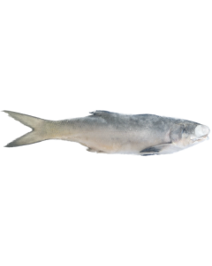 Four Finger Threadfin Whole Round 10kg Carton/Frozen