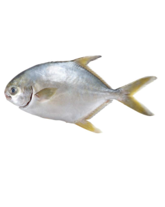 Golden Pompano Whole 10kg Carton/Frozen