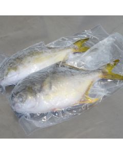 Golden Pompano Whole (Individually Packed) 10kg Carton/Frozen