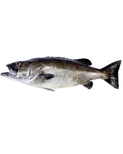 Hapuku (Groper) Head & Gutted Per 1kg/Fresh