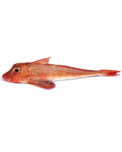 Gurnard Gilled & Gutted 1kg/Fresh 