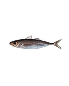 Jack Mackerel Whole 1kg Pack/Frozen