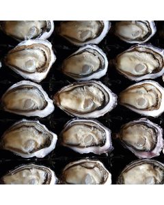 Pacific Oysters Marlborough Half Shell Carton/Fresh
