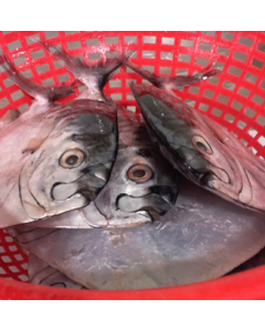 Moonfish Round Whole 10kg/Frozen 