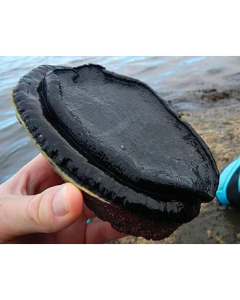 Paua Wild Blackfoot Meat 4kg Shatterpack/Frozen