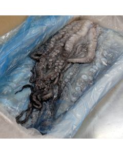 Octopus NZ Tentacles 10kg Shatterpack/Frozen