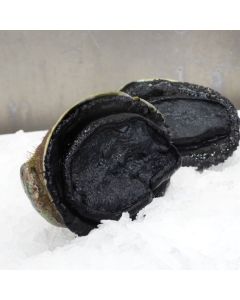 Paua Wild Blackfoot Whole in Shell Per Kg/Fresh