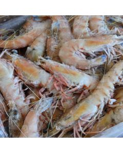 Prawns Australian Wild Caught U8 King Per 1kg/Frozen