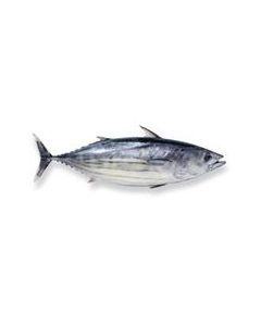 Skipjack Tuna Whole Round (500g-1000g) 10kg Carton/Frozen 