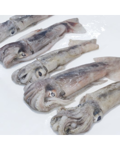 Squid NZ Arrow 100g-200g Whole Premium 10kg Carton/Frozen