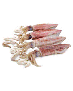 Squid Loligo Whole Round 1kg/Frozen