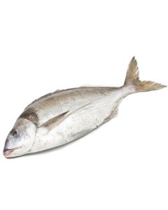 Buy Tarakihi - Fresh, Whole